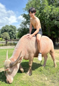 อา-กา-ตุง-ขี่ควาย